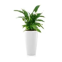 Spathiphyllum in watergevende Rondo wit - Net toegevoegd