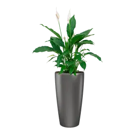 Klantfavoriet - Spathiphyllum in watergevende Rondo antraciet