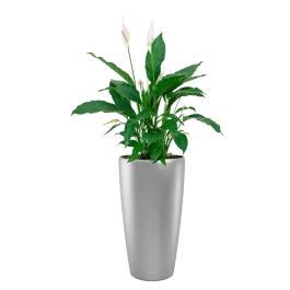Nu beschikbaar - Spathiphyllum in watergevende Rondo zilver