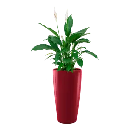 Spathiphyllum in watergevende Rondo rood | Mis het niet
