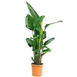 Klaar voor verzending - Strelitzia nicolai XL