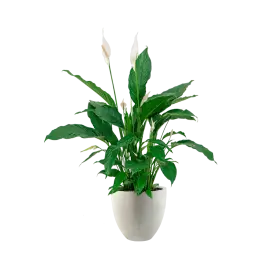 Spathiphyllum in Grigio Egg Concrete wit - Makkelijk bestellen