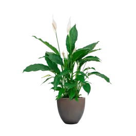 Aanrader - Spathiphyllum in Grigio Egg Concrete bruin