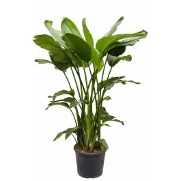 Strelitzia nicolai XXXL - Actie