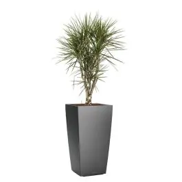 Net binnen - Dracaena Marginata vertakt in watergevende Cubico antraciet
