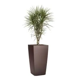 Online bestellen - Dracaena Marginata vertakt in watergevende Cubico bruin
