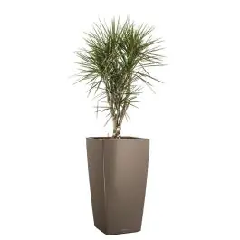 Laatste dagen | Dracaena Marginata vertakt in watergevende Cubico taupe