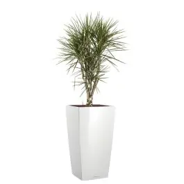 Klaar voor verzending - Dracaena Marginata vertakt in watergevende Cubico wit