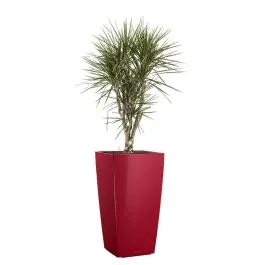 Dracaena Marginata vertakt in watergevende Cubico rood - Verlaagde prijs