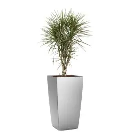 Dracaena Marginata vertakt in watergevende Cubico zilver | Zojuist toegevoegd