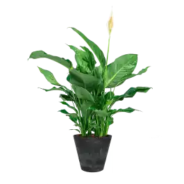 Premium | Spathiphyllum in Artstone Claire zwart
