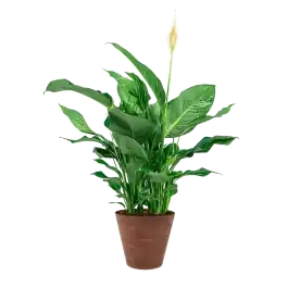 Spathiphyllum in Artstone Claire bruin | Premiumkwaliteit