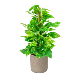 Uitverkoop - Scindapsus Aureum mosstok in Rugged Charlie grijs