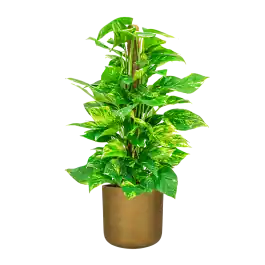 Opruiming - Scindapsus Aureum mosstok in Rugged Charlie goud