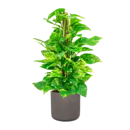 Scindapsus Aureum mosstok in Rugged Charlie chocolate | Klantfavoriet