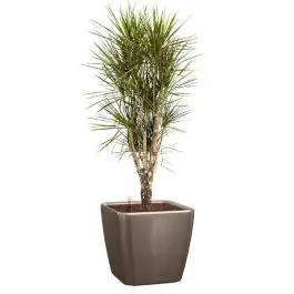 Erg populair - Dracaena Marginata vertakt in watergevende Quadro taupe