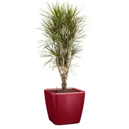 Dracaena Marginata vertakt in watergevende Quadro rood | Nieuw binnen