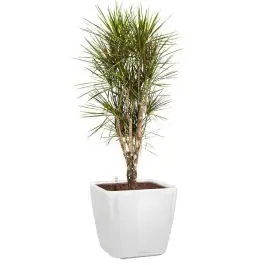 Beperkte voorraad | Dracaena Marginata vertakt in watergevende Quadro wit