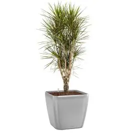 Expreslevering - Dracaena Marginata vertakt in watergevende Quadro zilver