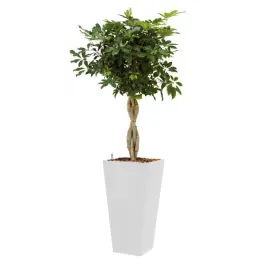Schefflera Arboricola hydrocultuur in Runner vierkant wit | Rechtstreeks van de fabrikant
