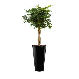 Schefflera Arboricola hydrocultuur in Runner rond black - Nieuw gelanceerd