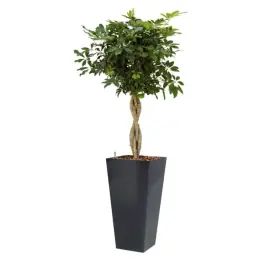 Schefflera Arboricola hydrocultuur in Runner vierkant antraciet | Veel voordeel