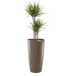 Outlet - Dracaena Marginata in watergevende Rondo taupe