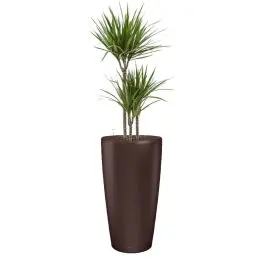 Actie | Dracaena Marginata in watergevende Rondo bruin