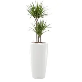 Nieuw | Dracaena Marginata in watergevende Rondo wit