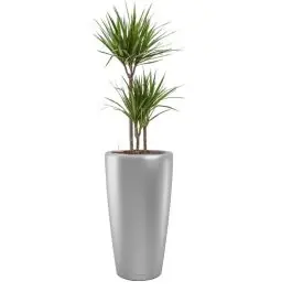 Sale | Dracaena Marginata in watergevende Rondo zilver