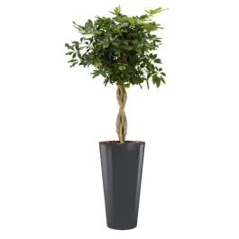 Alleen deze week | Schefflera Arboricola hydrocultuur in Runner rond antraciet