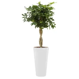 Schefflera Arboricola hydrocultuur in Runner rond wit | Prijs verlaagd