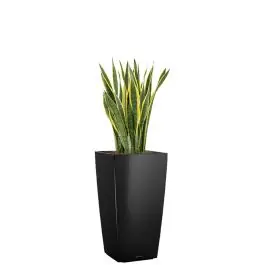 Laatste stuks | Sansevieria Laurentii in watergevende Cubico zwart