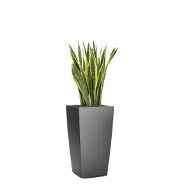 Sansevieria Laurentii in watergevende Cubico antraciet - Bestel vandaag