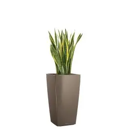 Profiteer nu | Sansevieria Laurentii in watergevende Cubico taupe