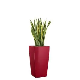Zeer goed beoordeeld - Sansevieria Laurentii in watergevende Cubico rood