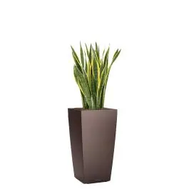Extra voordeel - Sansevieria Laurentii in watergevende Cubico bruin