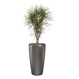 Prijsverlaging | Dracaena Marginata vertakt in watergevende Rondo antraciet