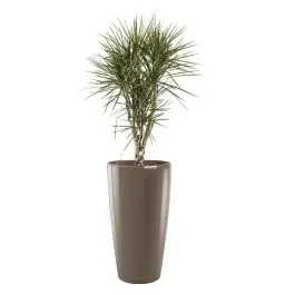 Dracaena Marginata vertakt in watergevende Rondo taupe | Direct leverbaar