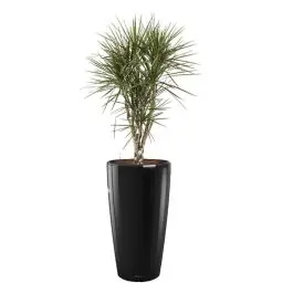 Dracaena Marginata vertakt in watergevende Rondo zwart - Speciale aanbieding