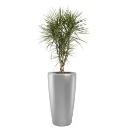 Dracaena Marginata vertakt in watergevende Rondo zilver - Voordelig