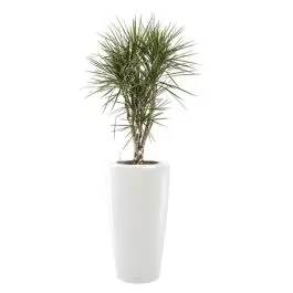 Nu beschikbaar | Dracaena Marginata vertakt in watergevende Rondo wit