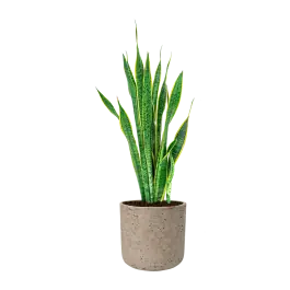 Makkelijk bestellen | Sansevieria Laurentii in Rugged Charlie grijs