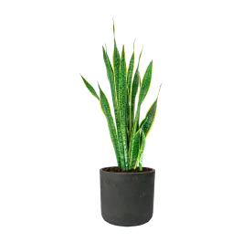 Nu kopen - Sansevieria Laurentii in Rugged Charlie zwart