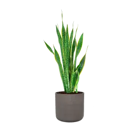 Outlet | Sansevieria Laurentii in Rugged Charlie chocolate