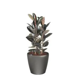 Aanbieding loopt bijna af - Ficus Abidjan in watergevende Classico antraciet