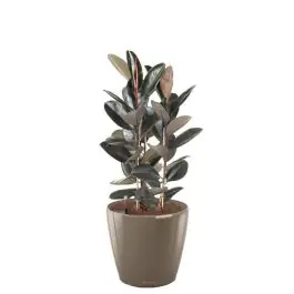 Ficus Abidjan in watergevende Classico taupe - Nieuw binnengekomen