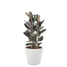 Ficus Abidjan in watergevende Classico wit - Nog maar enkele beschikbaar