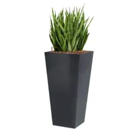 Sansevieria Kirkii hydrocultuur in Runner vierkant antraciet - Tijdelijke actie
