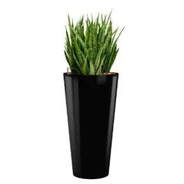 Sansevieria Kirkii hydrocultuur in Runner rond zwart - Snelle verzending